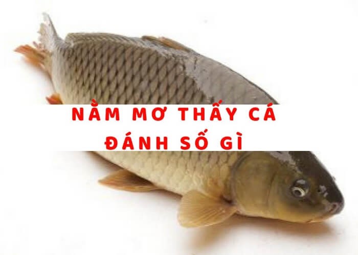 Ý nghĩa của loài cá trong phong thủy Việt Nam